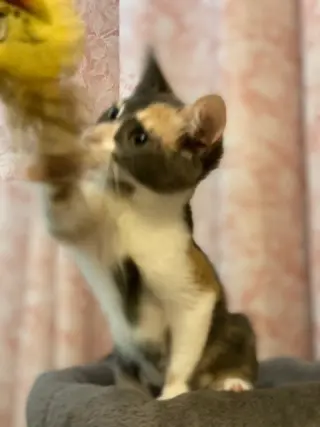 Priscilla
