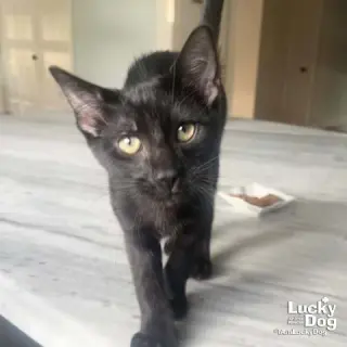 Little Bumblebee