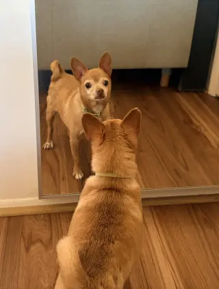 Chewy