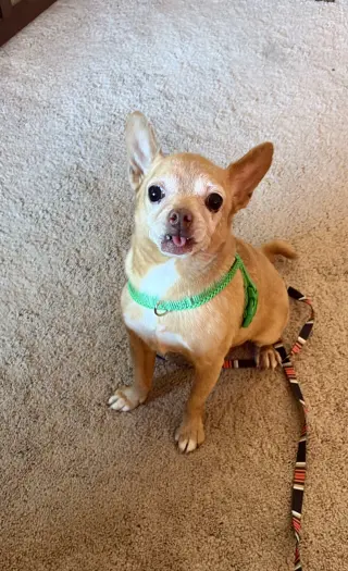 Chewy