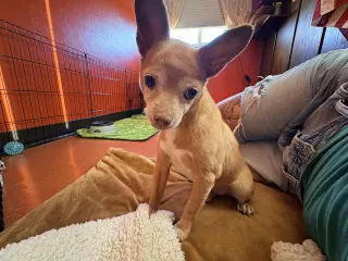 Chewy