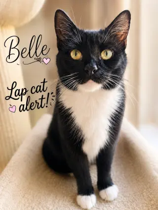 Belle (FCID# 06/29/2026 - 59 Christiana PS)