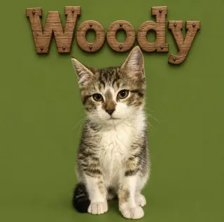 Woody & Buzz: bonded (FCID# 06/24/26 - 66, 65)
