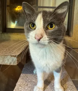 Silver Belle