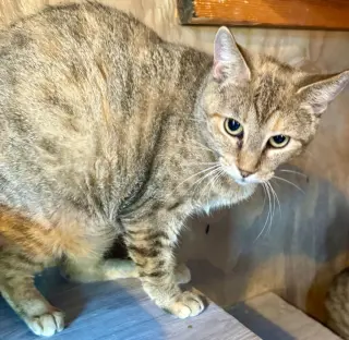 Patches Tabby