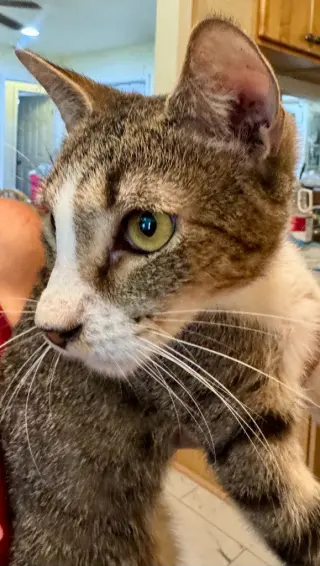 Frankie "Coquito