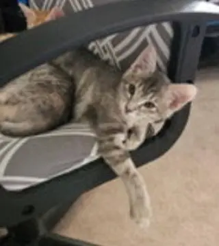 Graycie