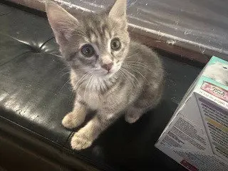 Graycie
