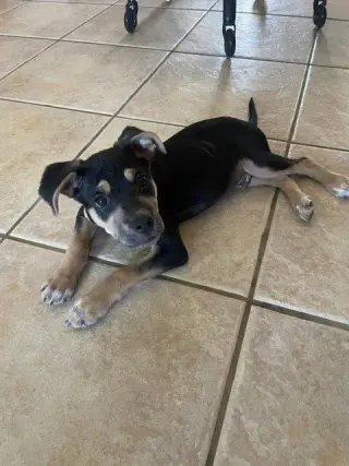 Ottis