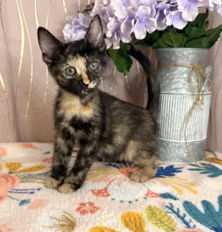 Miriam
