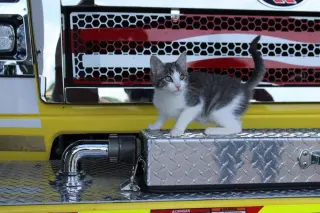 Wee