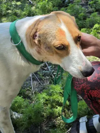 Rufus