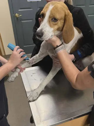 Rufus