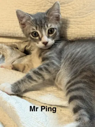 Mr Ping