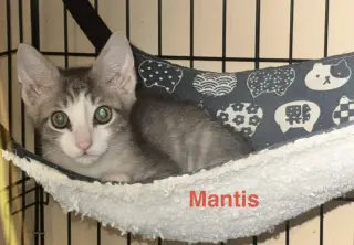 Mantis