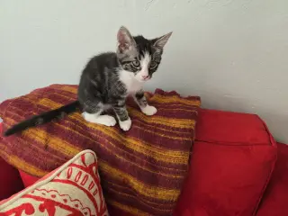Fiona  & Nyx