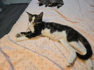 Fiona  & Nyx