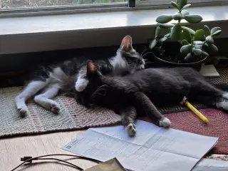 Fiona  & Nyx