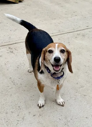 Lucy - ADOPTED!