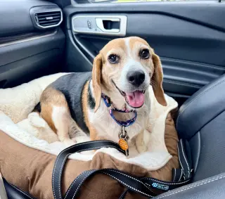 Lucy - ADOPTED!