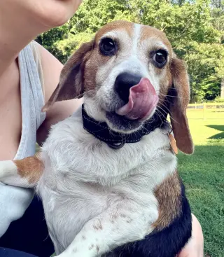 Lucy - ADOPTED!