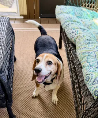 Lucy - ADOPTED!