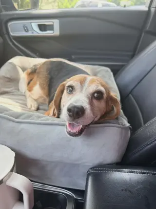 Lucy - ADOPTED!