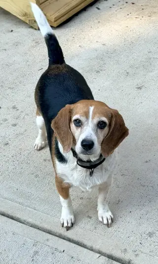 Lucy - ADOPTED!