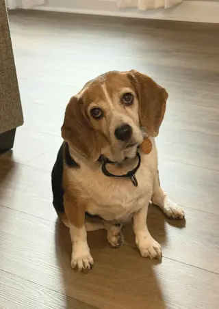 Lucy - ADOPTED!