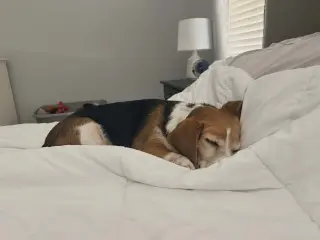 Lucy - ADOPTED!