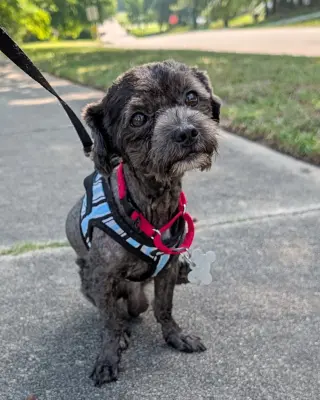 Sweet Pepper