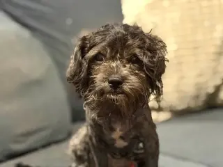 Sweet Pepper