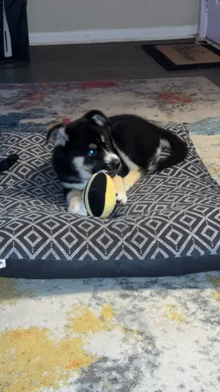 Gaffer (Soccer Litter)