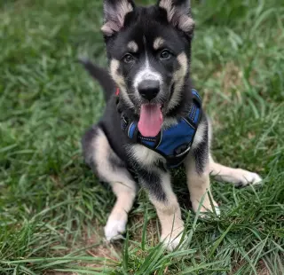 Gaffer (Soccer Litter)