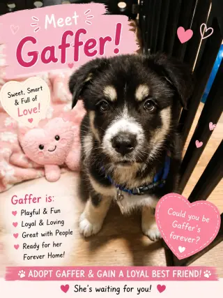 Gaffer (Soccer Litter)