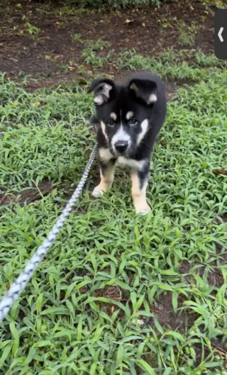 Gaffer (Soccer Litter)