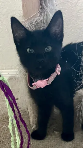 Lily