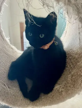 Lily