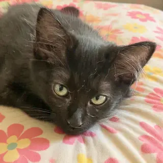 Lily