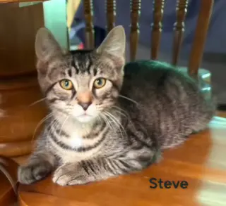 KITTEN HANDSOME STEVE