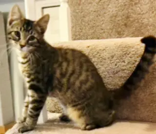 KITTEN HANDSOME STEVE