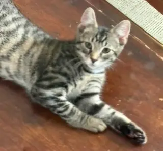 KITTEN HANDSOME STEVE
