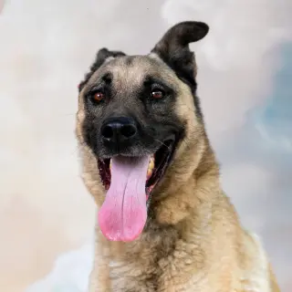 YODA