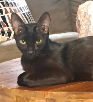 Pantera