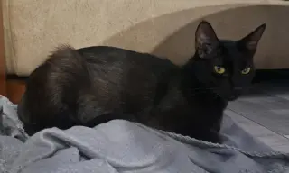 Pantera