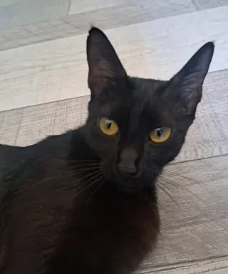 Pantera