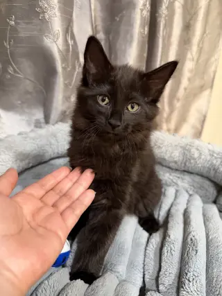 Shadow (Courtesy Post)