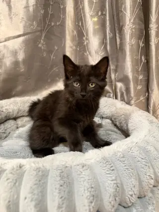 Shadow (Courtesy Post)