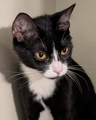 Jolene