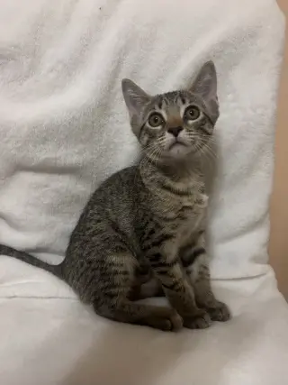 Nora